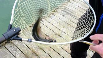 Ein Fischer zieht eine Forelle an einer Spinnrute aus dem Wasser und legt sie in ein Netz. Angeln am Teich, Angelausrüstung, Zucht von Bachforellen