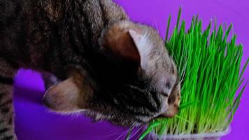 Domestic striped cat with an appetite eats grass on a purple background very peri from a pot. Sprouted oats for the health and vitamins of pets. Slow motion video