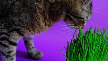 Domestic striped cat with an appetite eats grass on a purple background very peri from a pot. Sprouted oats for the health and vitamins of pets. Slow motion video