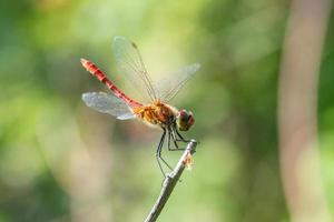 Dragonfly on a stick photo