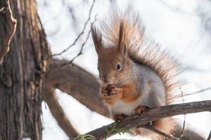 Squirrel in winter sits on a tree.. photo