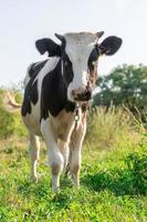 calf in the meadow. photo