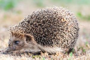 hedgehog on the grass photo