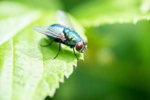A fly perched on a green leaf with a green backdrop. Macro photography technics. photo