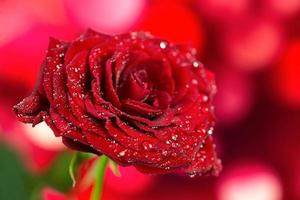 rosa roja en un fondo romántico.