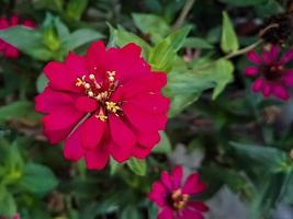 zinnia elegans profusión rojo macro tiro en la mañana foto