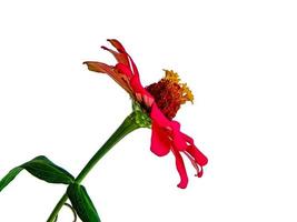 Zinnia elegans profusion red beautiful isolated white photo