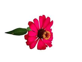 Zinnia elegans profusion red beautiful isolated white photo