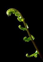 Bud leaf of Fern on black background photo