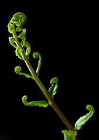 Bud leaf of Fern on black background photo