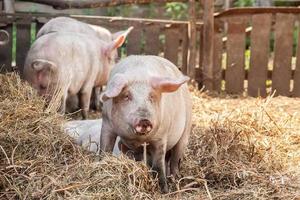 Pig farming raising and breeding of domestic pigs. photo