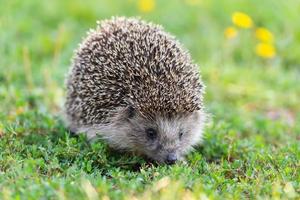 hedgehog on the grass. photo