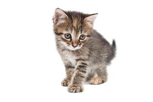 a striped purebred kitten sits on a white background photo