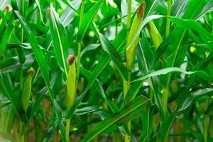 fresh corn on stalk in field photo