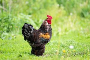 cock on the grass. photo