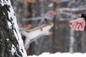 Squirrel in winter sits on a tree. photo