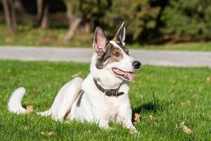 perro callejero en el parque. foto