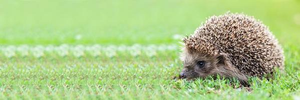 hedgehog on the grass.. photo