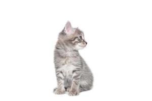 a striped purebred kitten sits on a white background photo