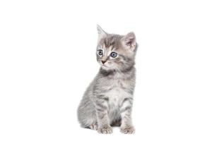 a striped purebred kitten sits on a white background photo