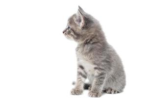 a striped purebred kitten sits on a white background photo