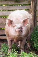 Pig farming raising and breeding of domestic pigs photo