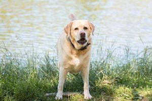 labrador retriever dog on the nature photo