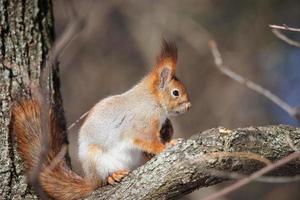 Squirrel in winter sits on a tree.. photo