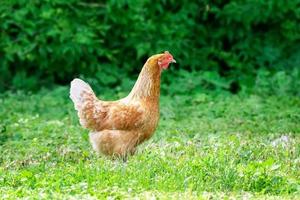 healthy chicken in the garden. photo