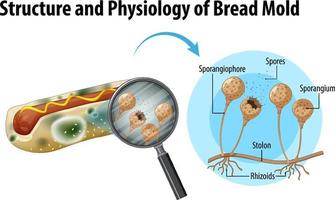 structure and physiology of bread mold vector