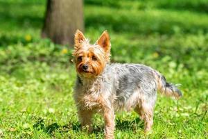 yorkshire terrier juega en el parque sobre la hierba. foto