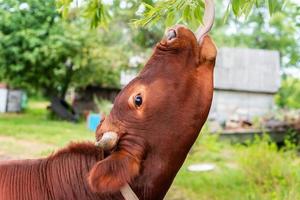 calf in the meadow. photo