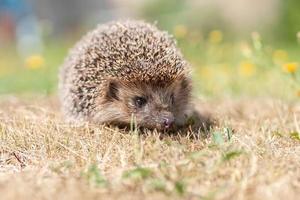 hedgehog on the grass.. photo