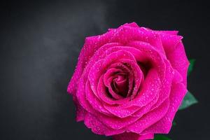 Red rose in a romantic background.. photo