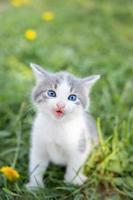 cat sitting in the grass. photo