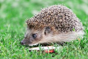 hedgehog on the grass.. photo