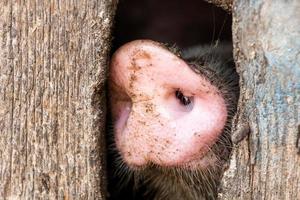 Pig farming raising and breeding of domestic pigs. photo