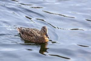 Duck swimming in a pond. photo