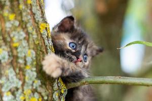 un pequeño gatito en la cerca foto