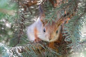 The squirrel with nut sits on a branches in the spring or summer. Portrait of the squirrel close-up. Eurasian red squirrel, Sciurus vulgaris.. photo
