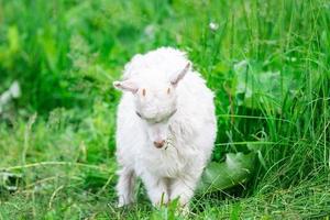 goat on grass. photo