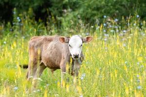 calf in the meadow. photo