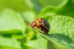 leptinotarsa decemlineata, escarabajo de papa en plantas de papa, insecto. foto