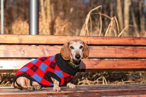 dog dachshund lying on the grass. photo