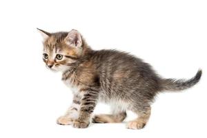 Gray kitten isolated on a white background. photo