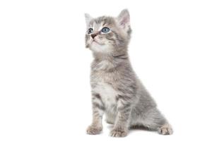 a striped purebred kitten sits on a white background photo