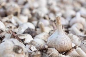 Pile of white garlic heads top view. Raw garlic background. Whole garlic heads, texture photo