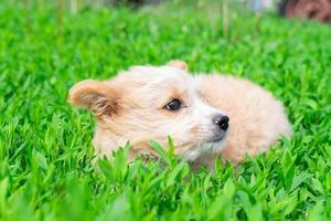 a small red puppy on a dark background photo