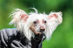 Chinese Crested Dog. photo