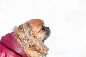 pequeño perrito pequinés en invierno foto